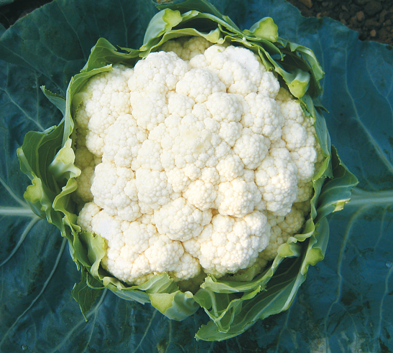 Синерджи F1 2500 шт