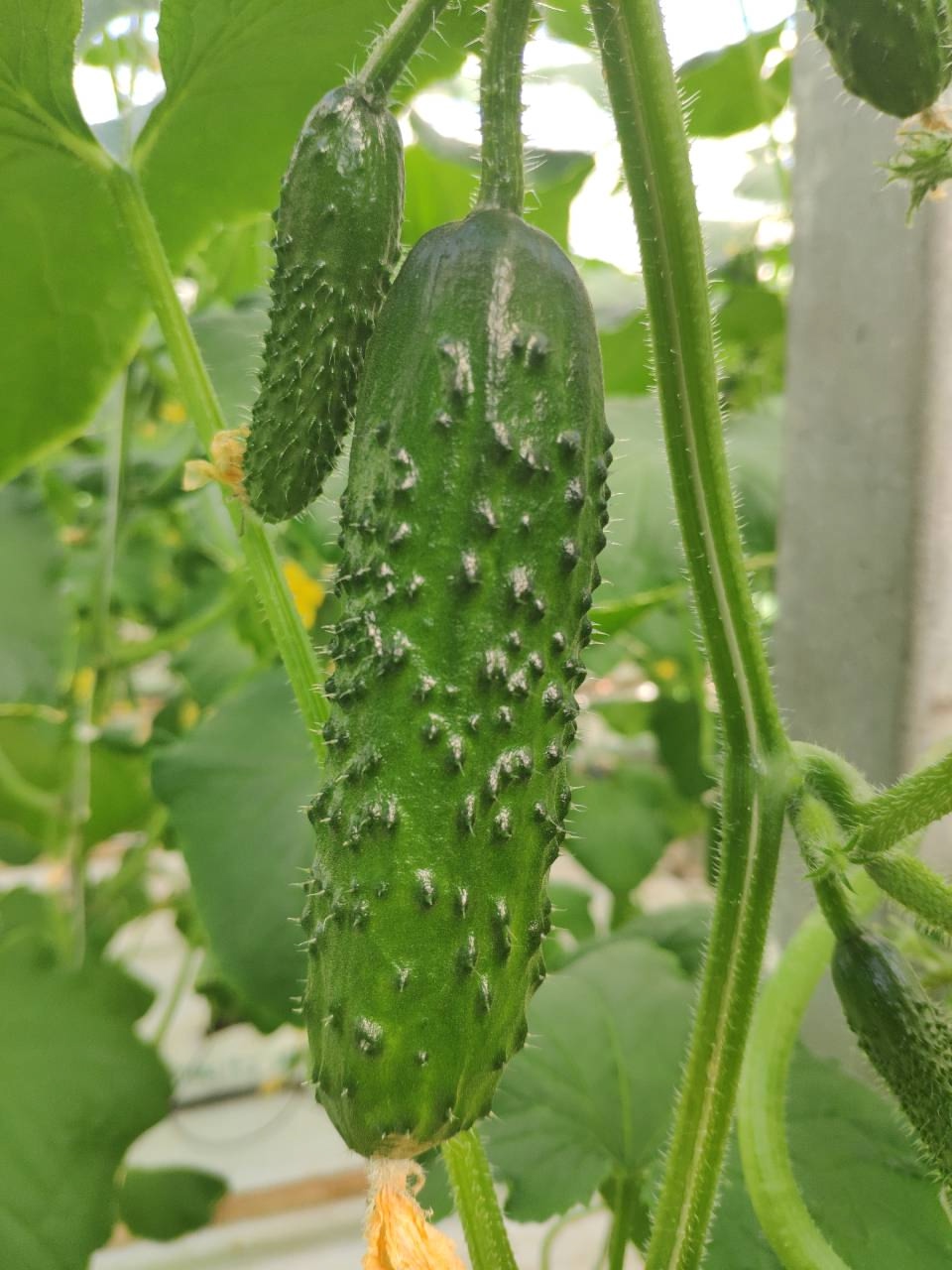 Северин F1 1000 шт