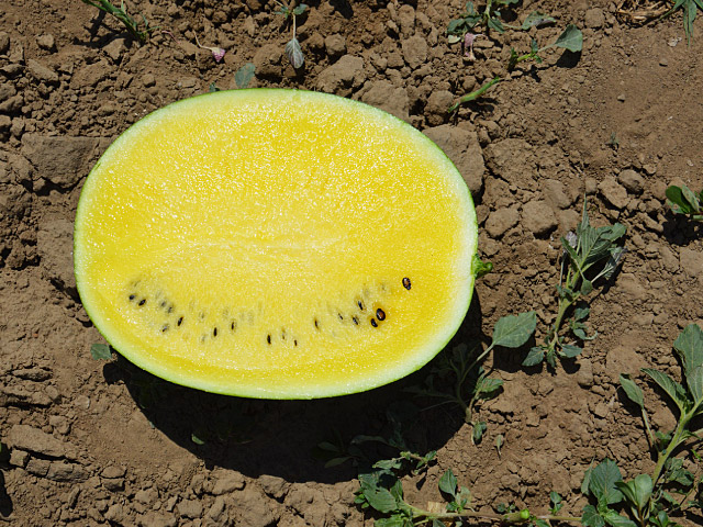 Шампань F1 1000 шт