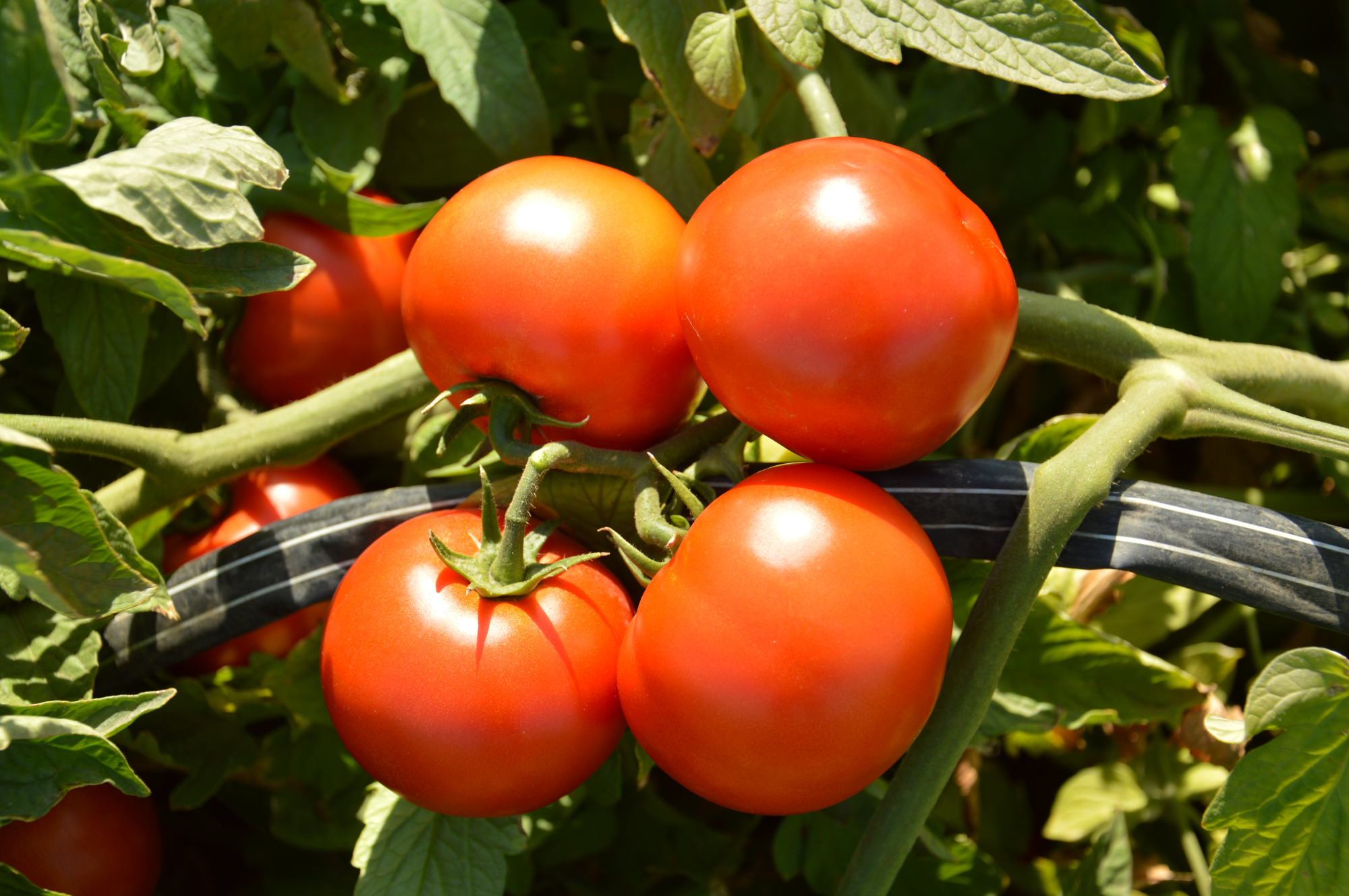 Асалет F1 1000 шт