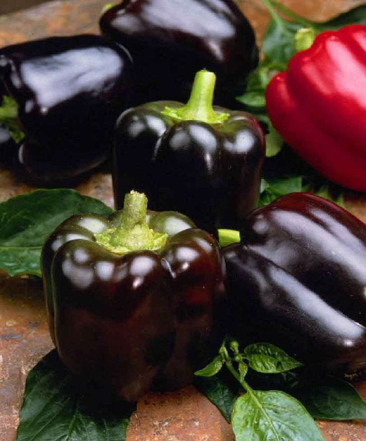 Маврас F1 500 шт