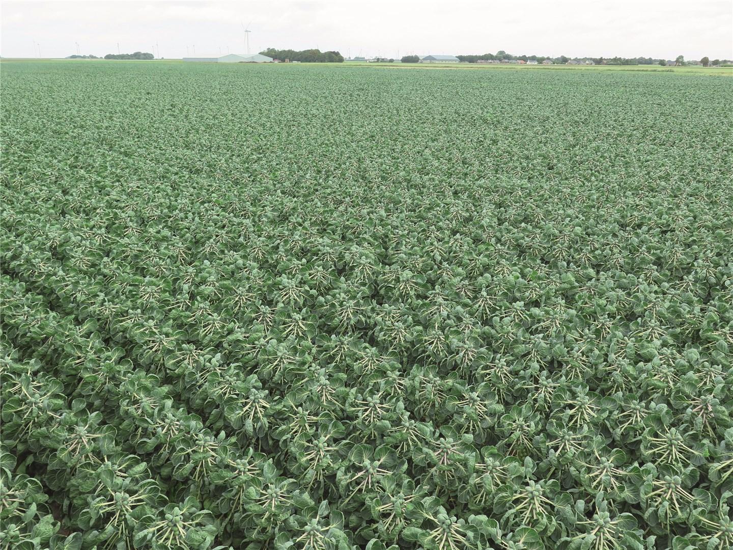 Дивино F1 2500 шт