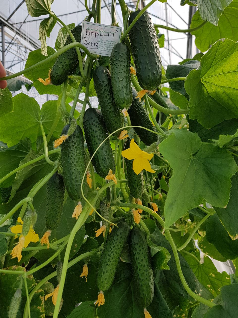 Бьерн F1 1000 шт