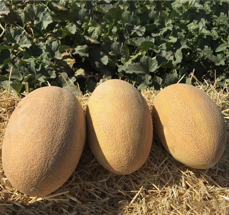 Мануэла F1 1000 шт