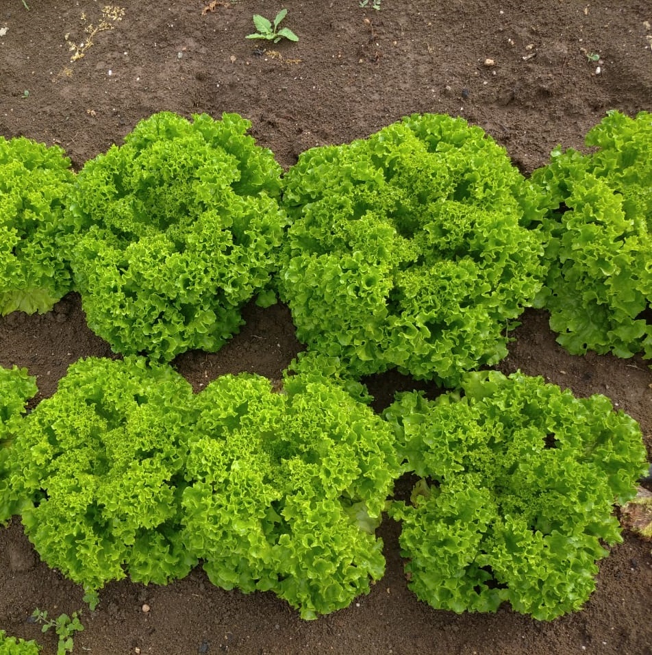 Илема 5000 шт