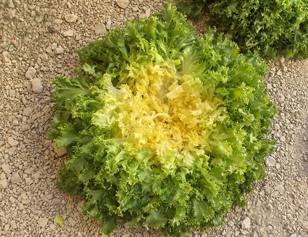 Домари 5000 шт