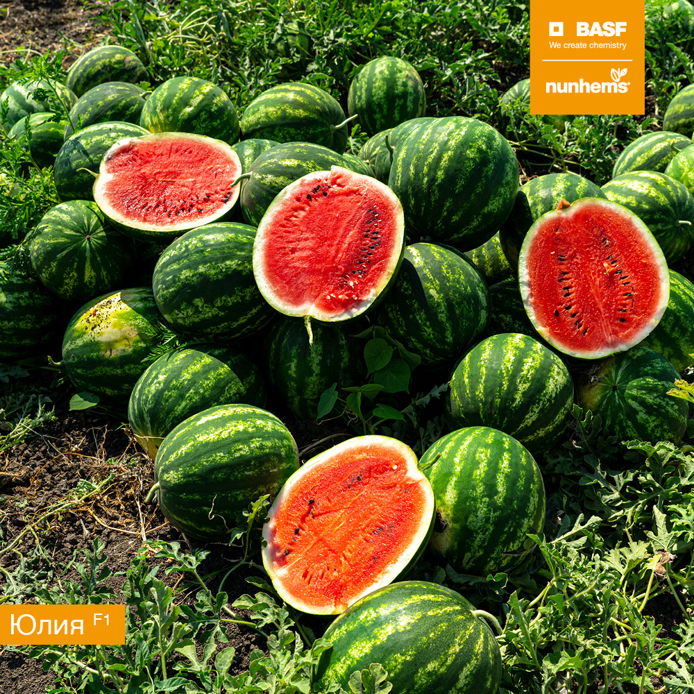 Юлия F1 1000 шт