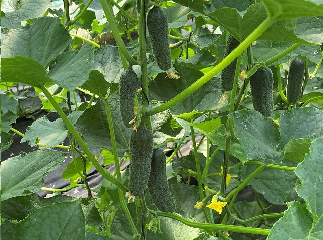 Посадский F1 500 шт