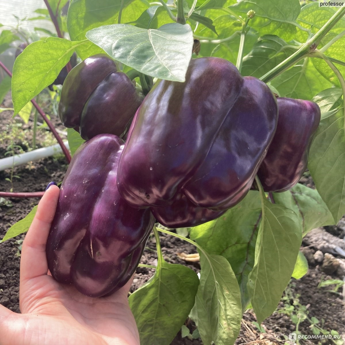 Текила F1 500 шт