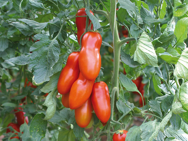 Поззано F1 250 шт 														