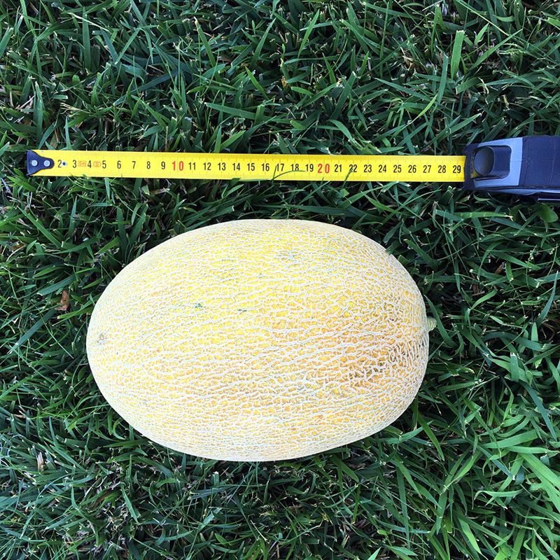 Дейра F1 500 шт