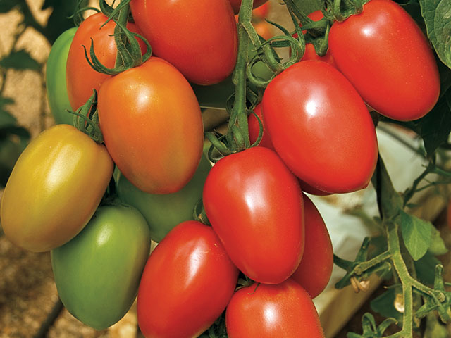 Гранадеро F1 250 шт 														