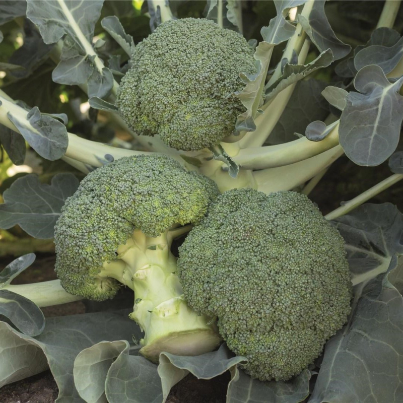 Батавия F1 2500 шт