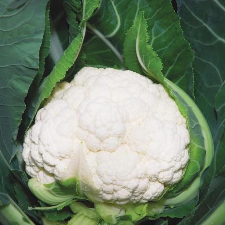 Наутилус F1 2500 шт