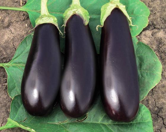 Фабина F1 5 г