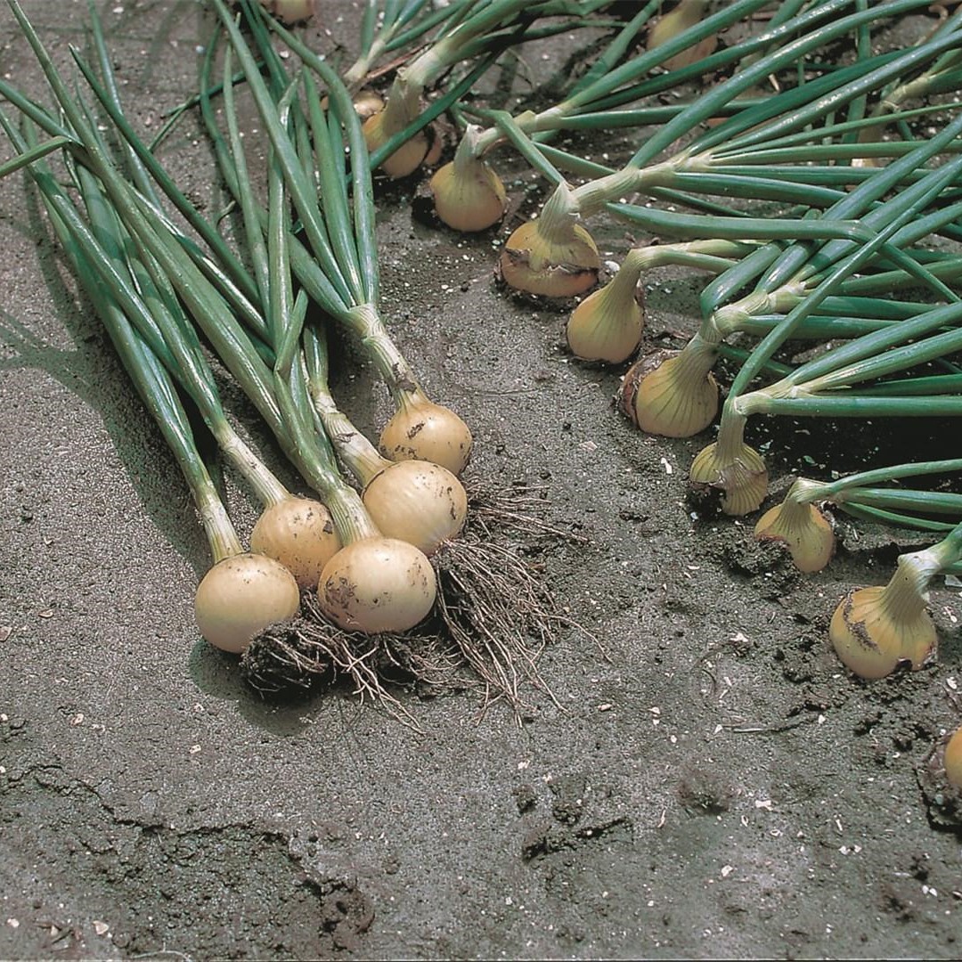 Свифт 250 000 шт