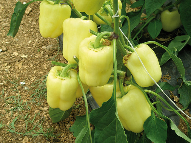 Ведрана F1 1000 шт