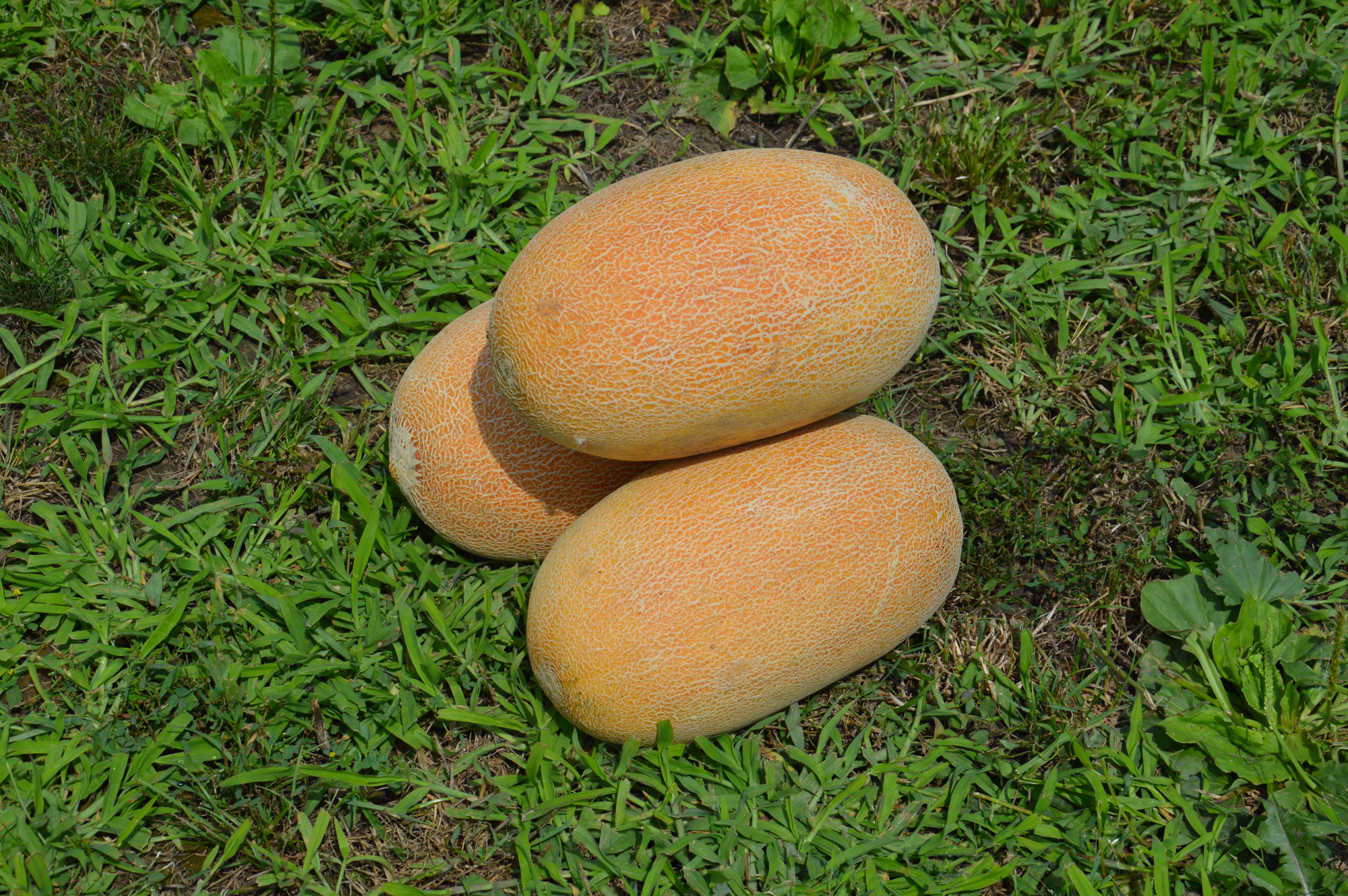 Лукстар F1 500 шт