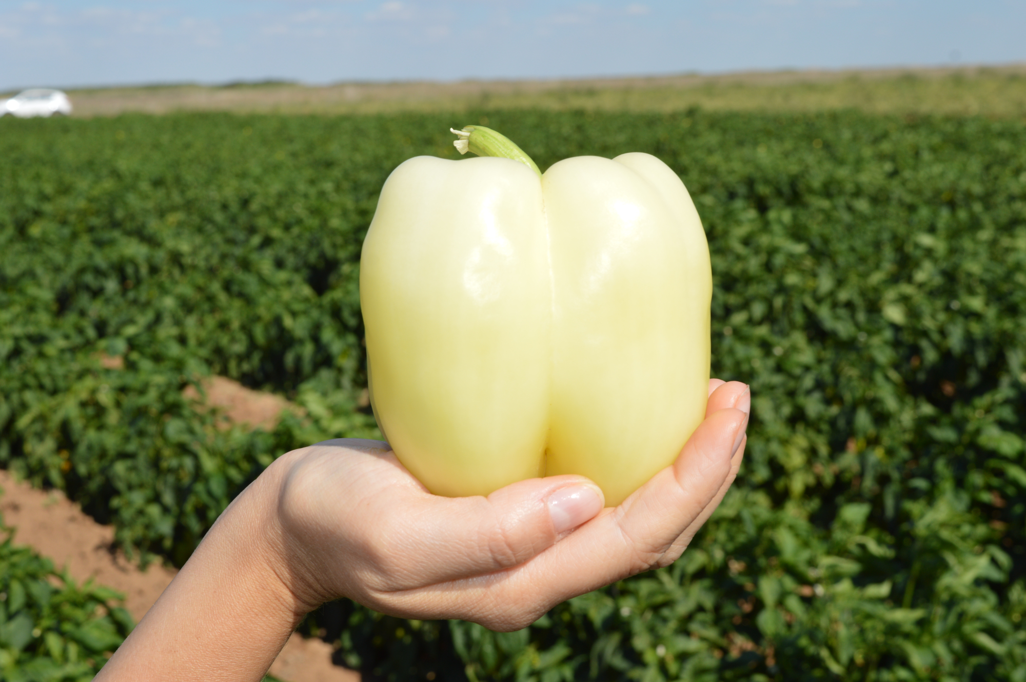 Бланчина F1 500 шт