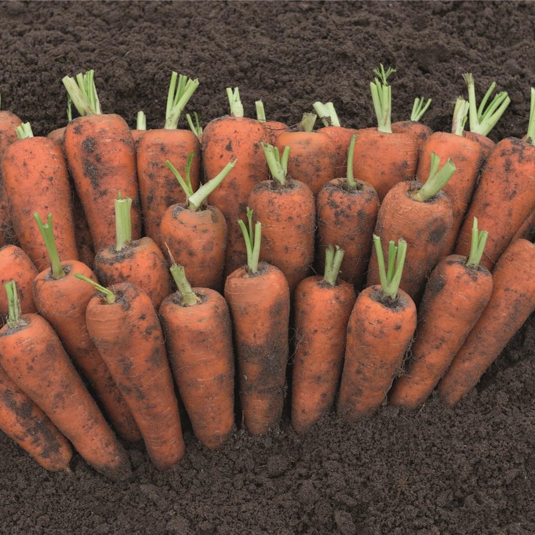 Кантон F1 500 000 шт 1,6-1,8 мм+прец.