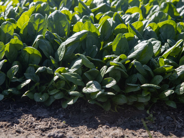 Акадия F1 100 000 шт