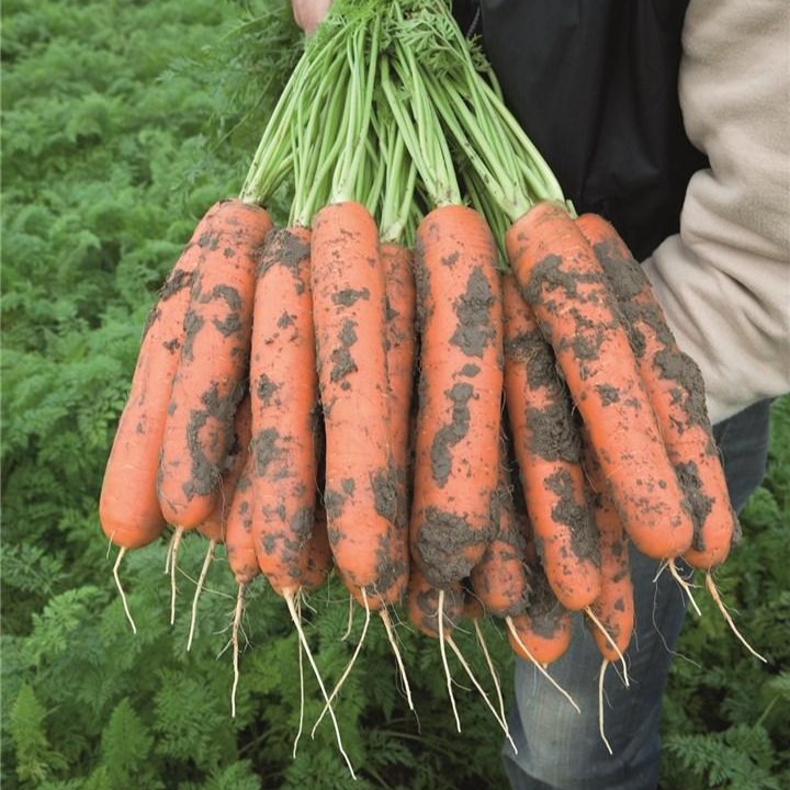 Балтимор F1 1,80-2,00 мм+прец. 100 000 шт