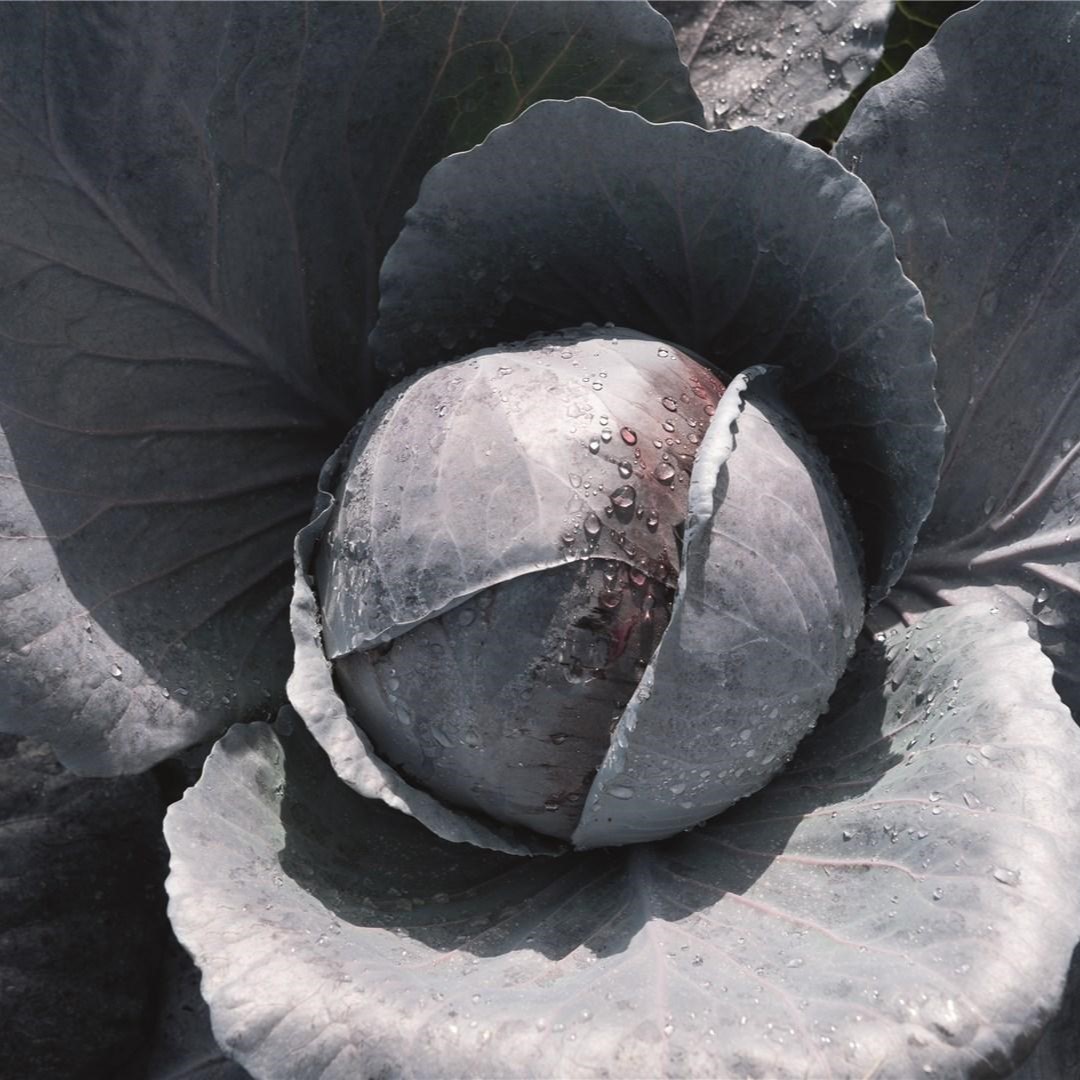 Примеро F1 2500 шт