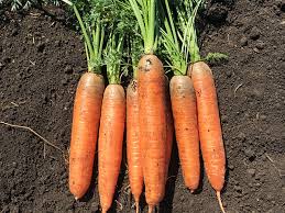 Коралина F1 1,6-1,8 100 000 шт