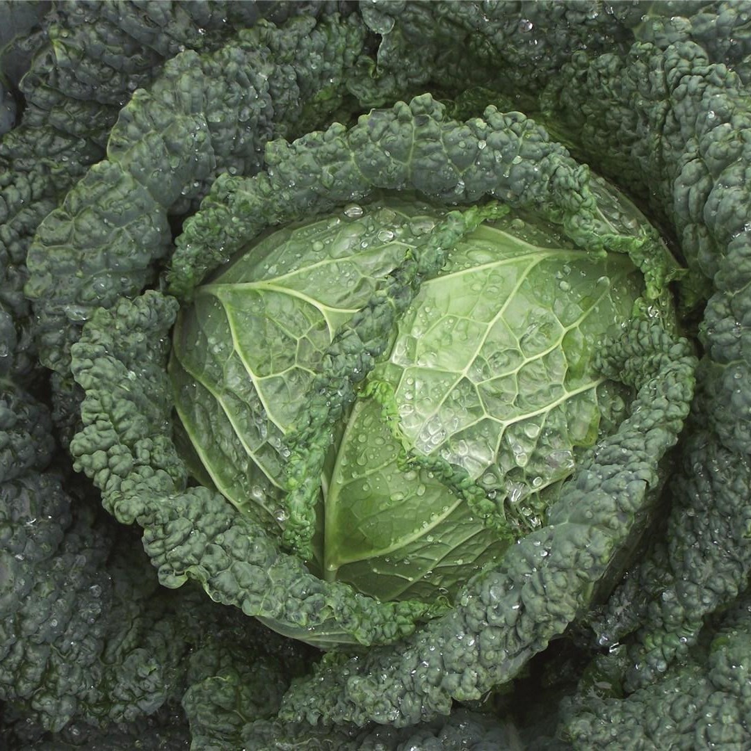 Мелисса F1 2500 шт