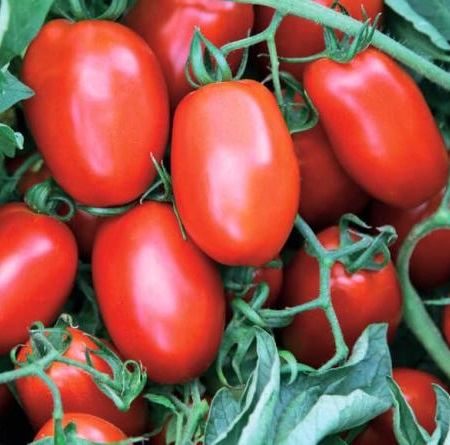 Ретана F1 1000 шт