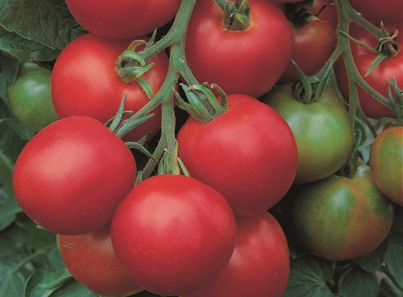 Толстой F1 1000 шт