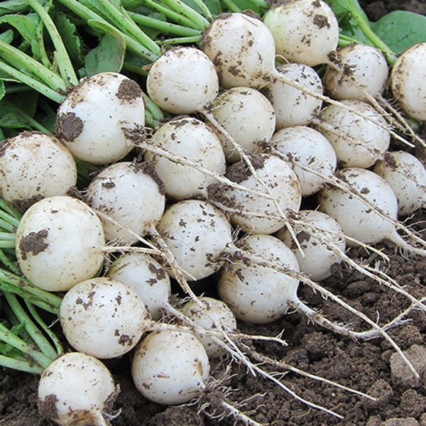 Пёрл F1 250 гр.