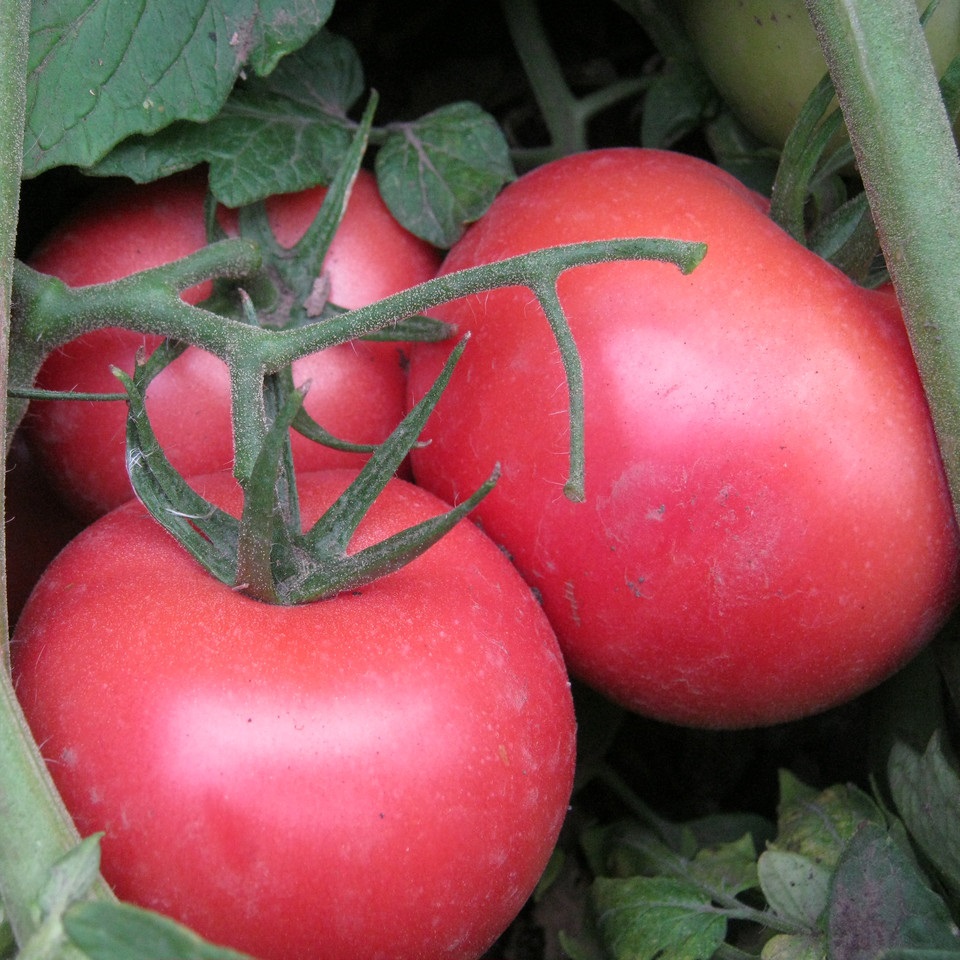 Пинк Буш F1 1000 шт