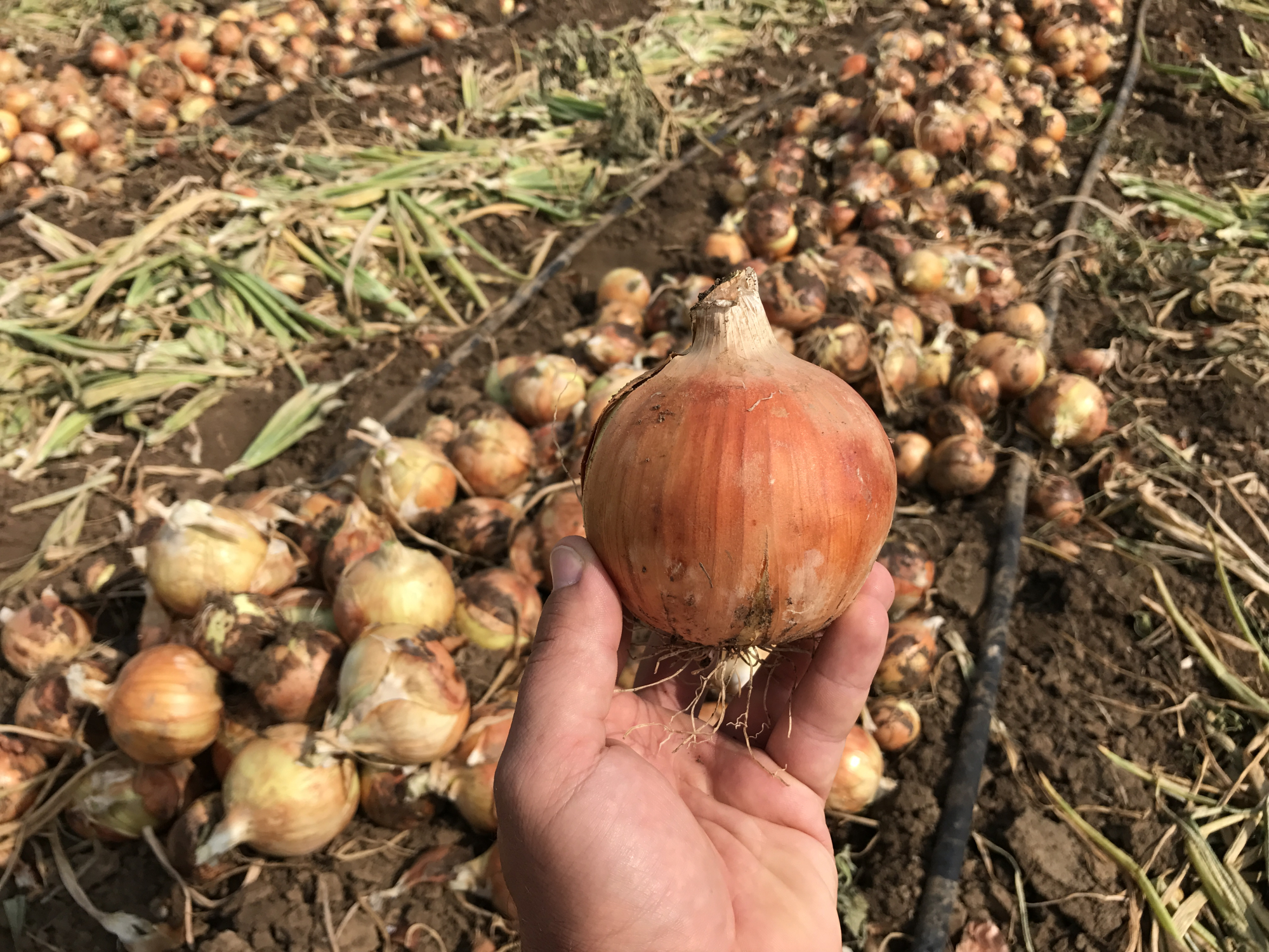 Медуза F1 250 000 шт