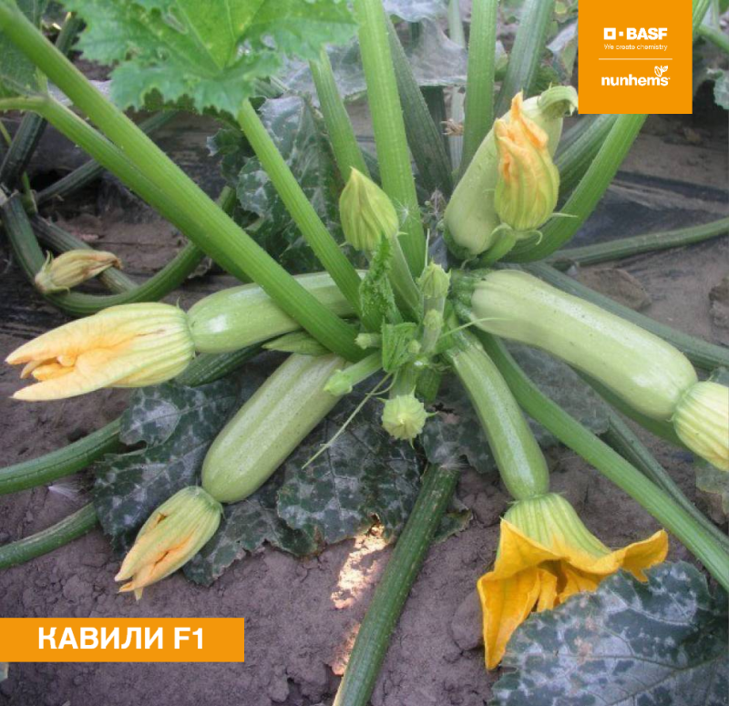 Кавили F1 1000 шт