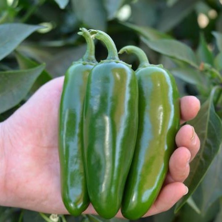 Микстеко F1 250 шт