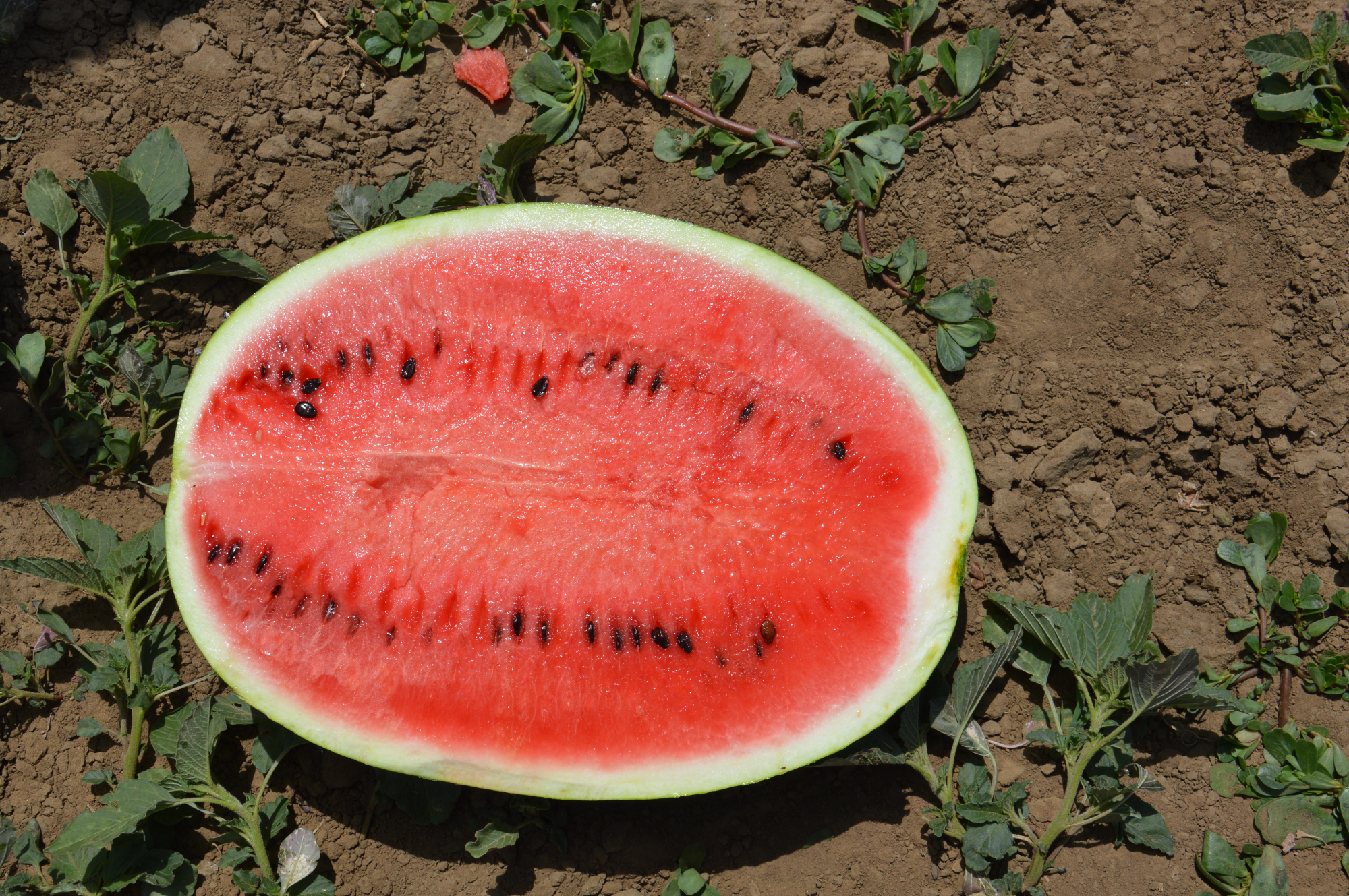 Кольт F1 1000 шт