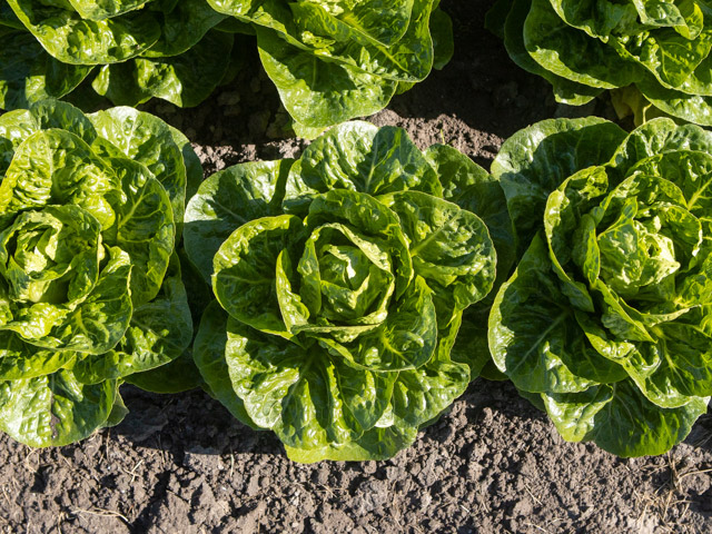 Ксиомара 5000 шт