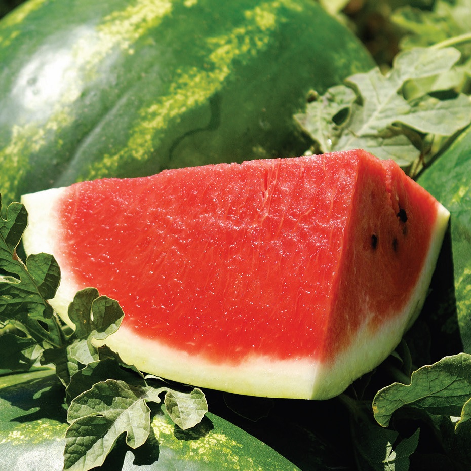 Арашан F1 1000 шт