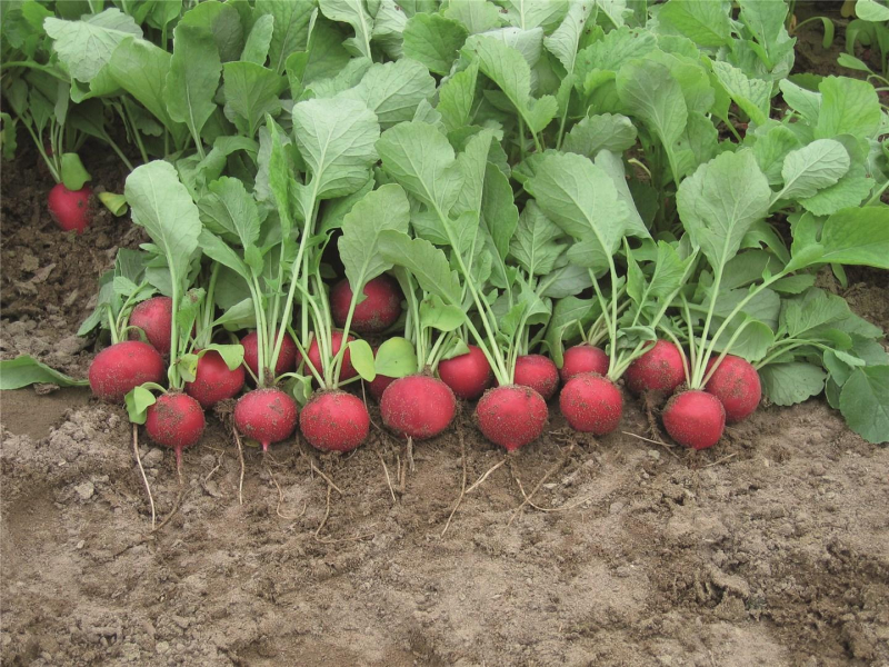 Ролекс F1 50000 шт прец. 2,50-2,75 мм 