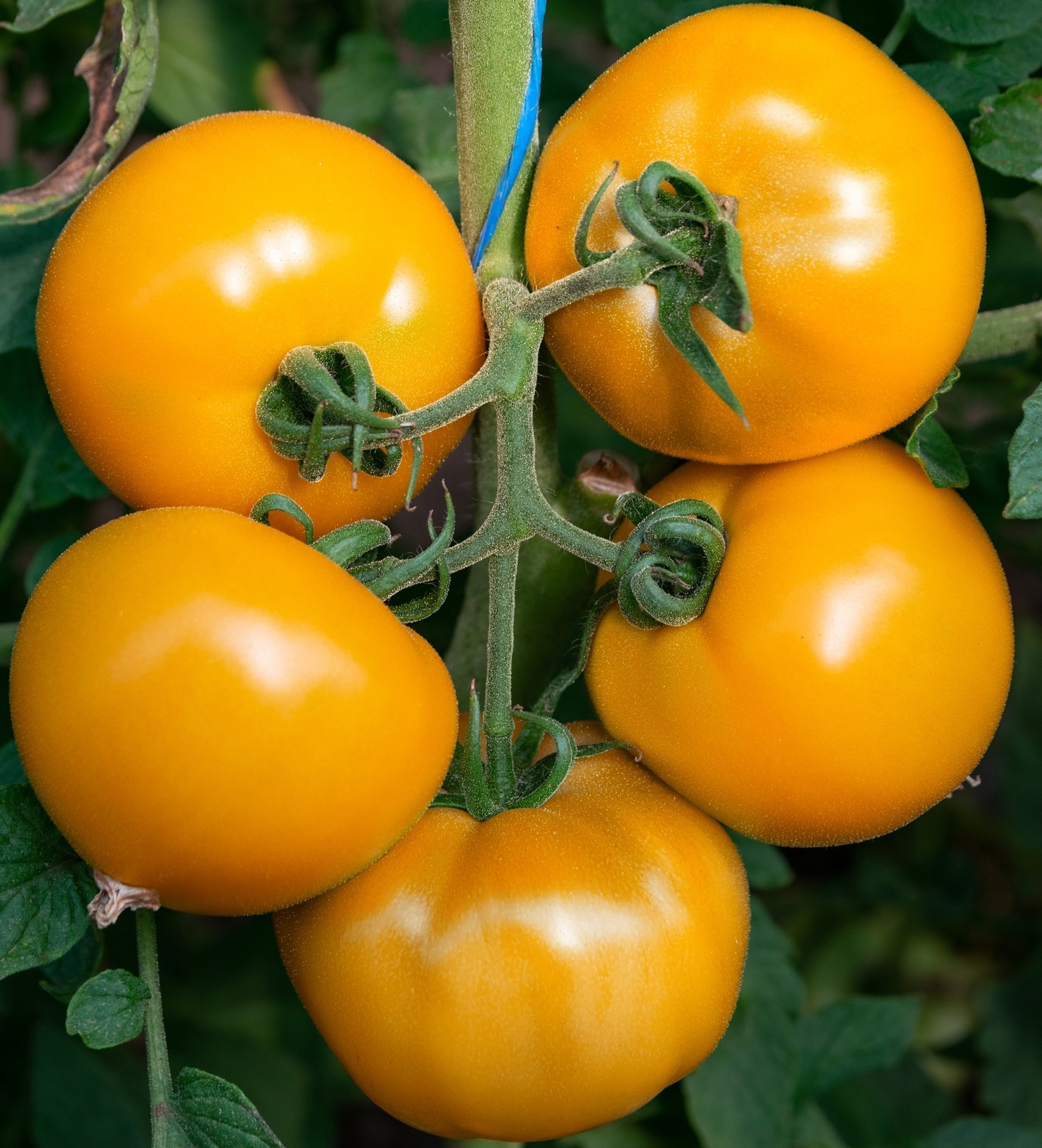 Ти-169 F1 250 шт 																							