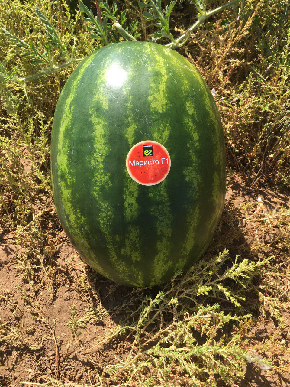 Маристо F1 1000 шт