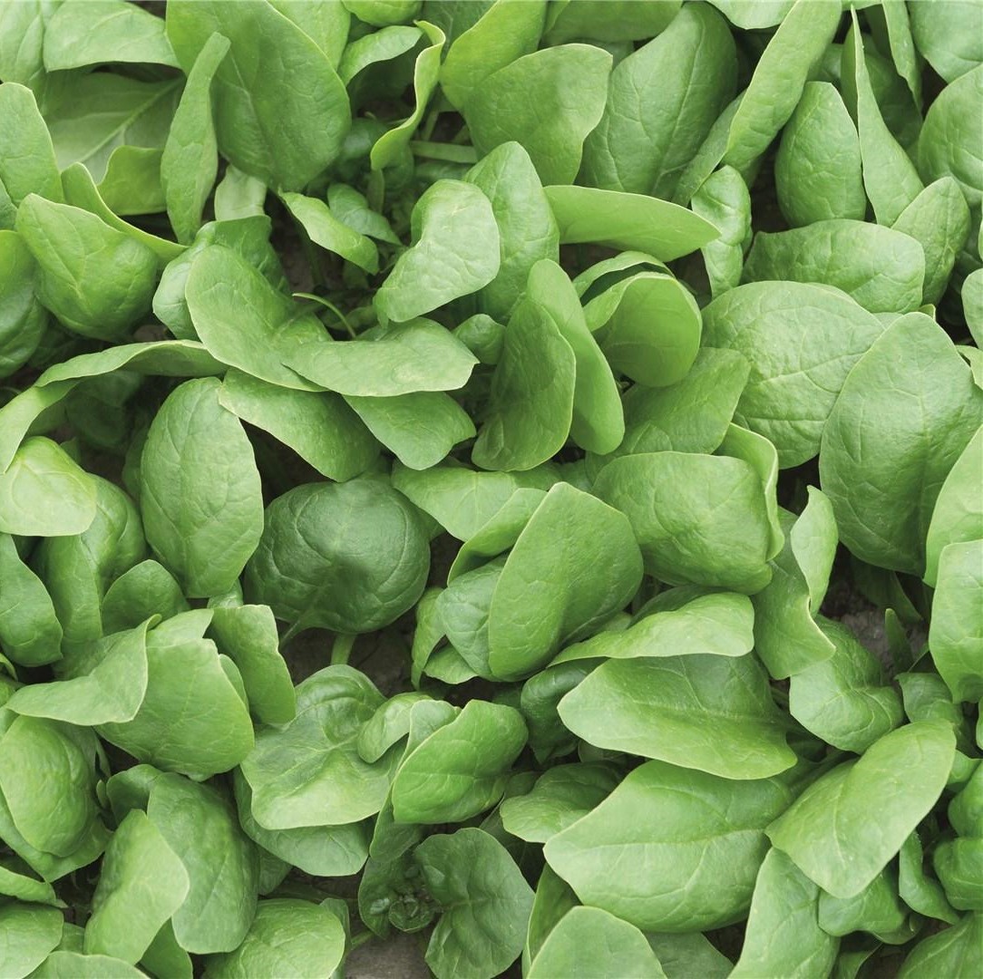 Рембрандт F1 50 000 шт