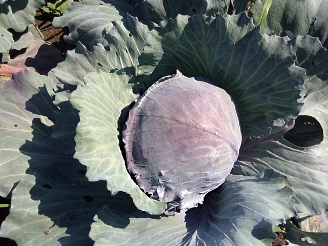 Претино F1 2500 шт