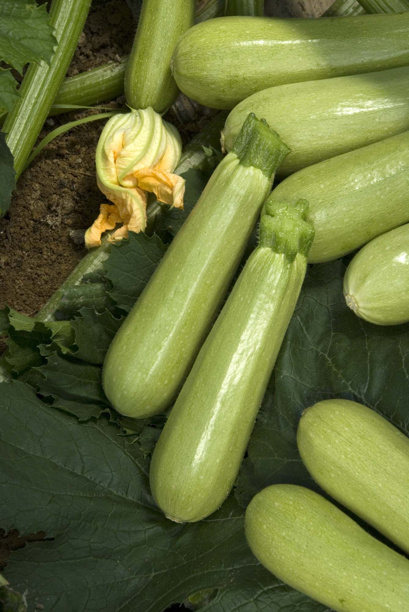 Балхаш F1 1000 шт