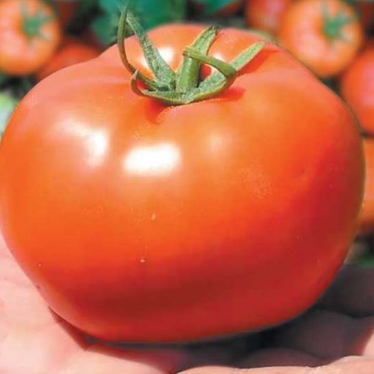 Бобкат F1 1000 шт