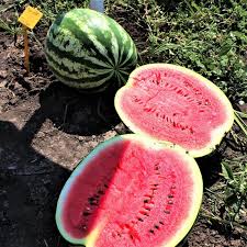 Топ Ган F1 1000 шт