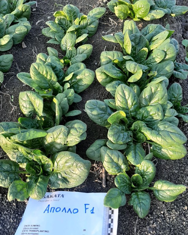 Аполло F1 50 000 шт