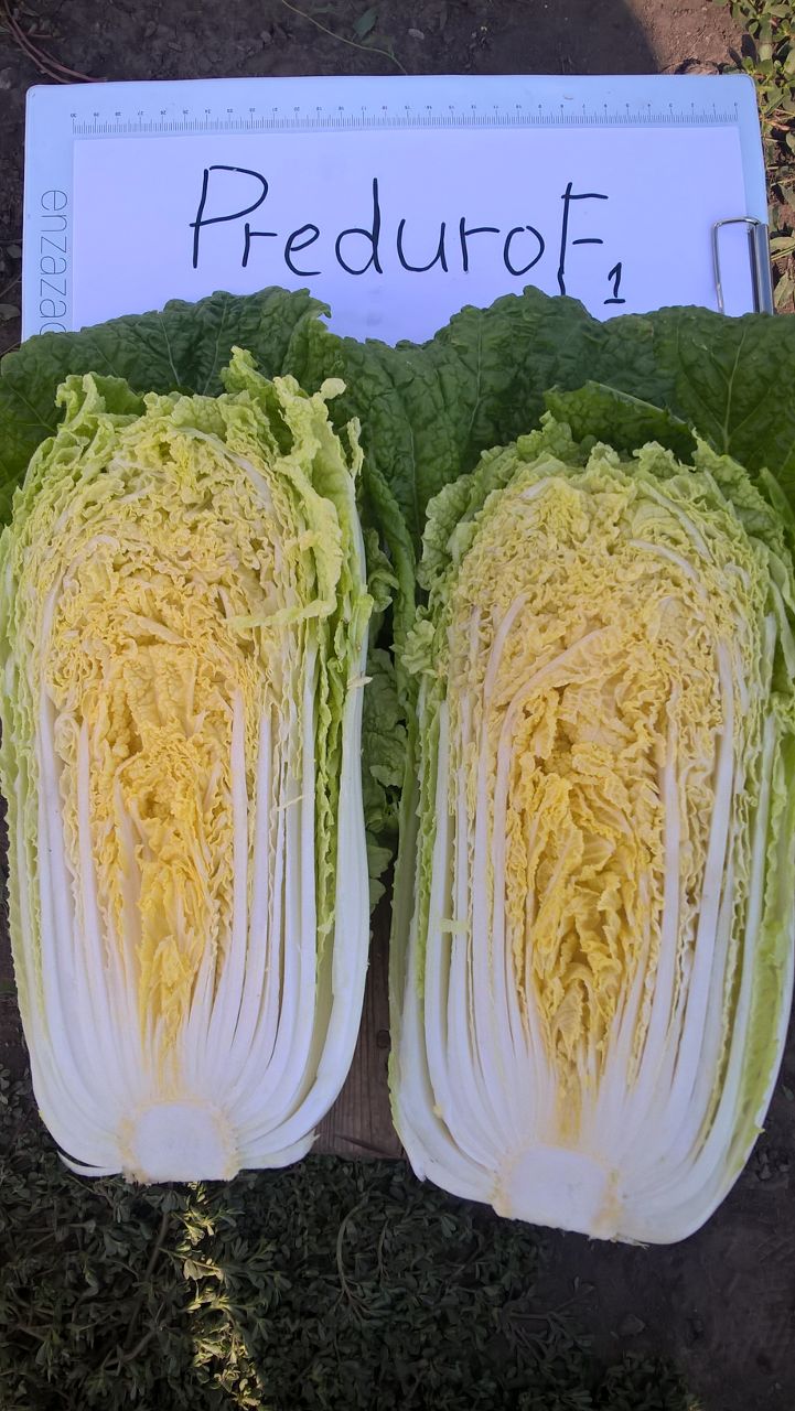 Предуро F1 2500 шт