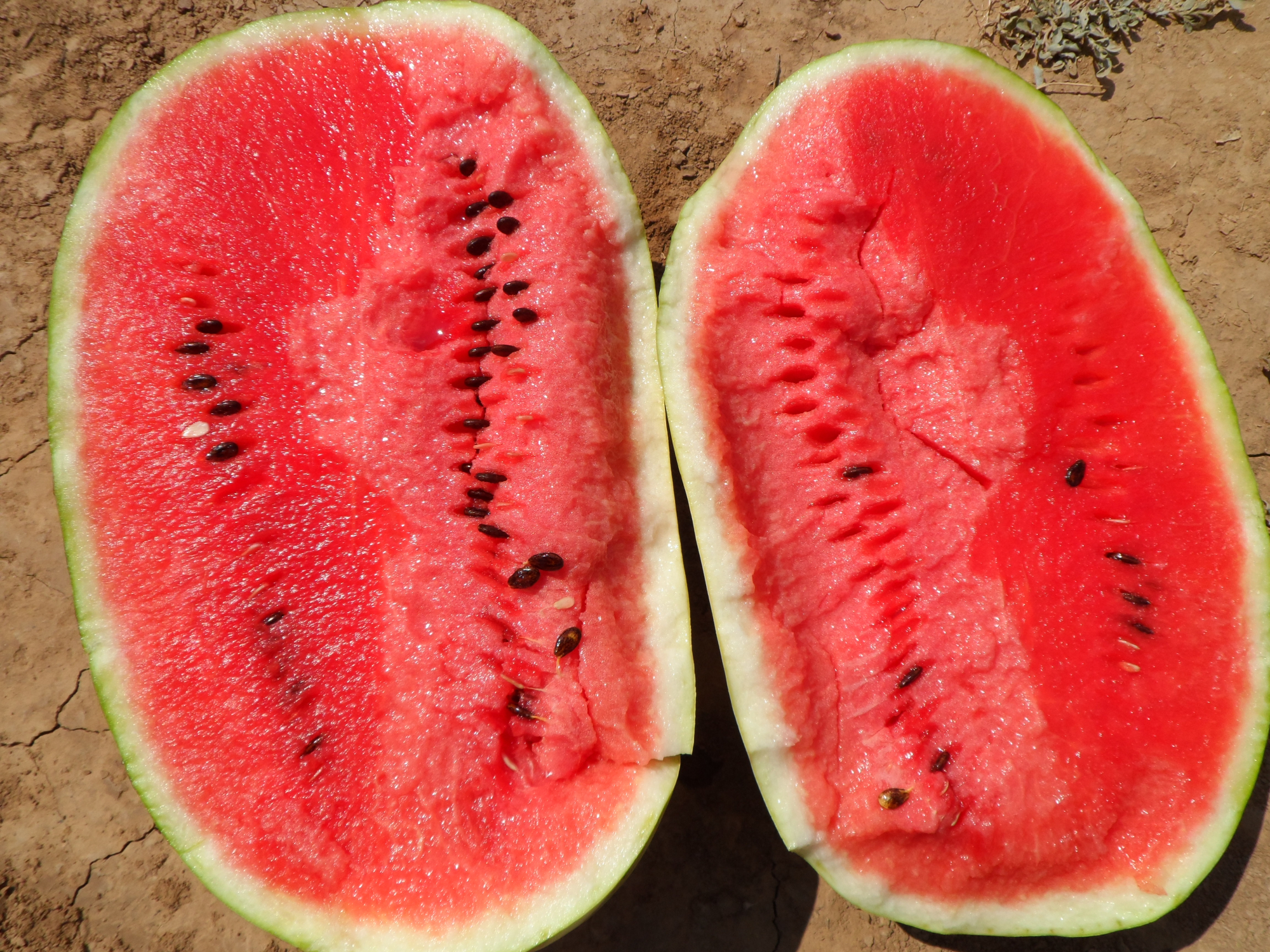 Тамтам F1 1000 шт